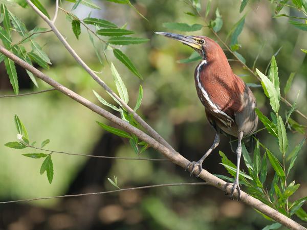 Rosse tijgerroerdomp (Tigrisoma lineatum)